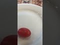 Bite Lick Nothing Challenge Ft Tuxedo Cat