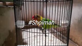 Download lagu MANTAB Lovebird Shoimah..!! Konslet Isian Kenari,Tengkek,Cililin,Kapas tembak,C jenggot,walang kecek mp3
