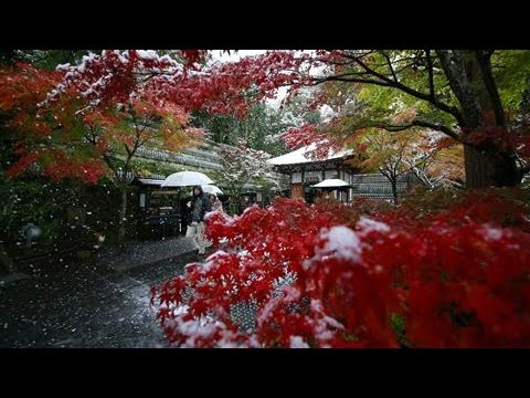 Tokyo Sees First November Snow in Over 50 Years