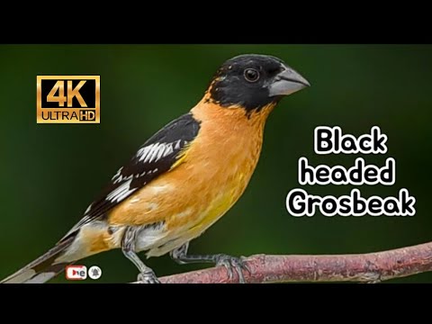 Glezgovec čiernohlavý (Pheucticus melanocephalus) — spev a hlas v prírode
