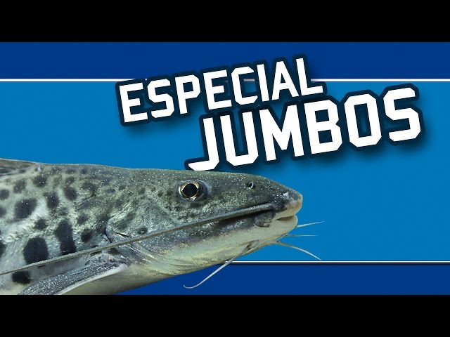 Top Tropical Fish - Especial para Jumbistas !