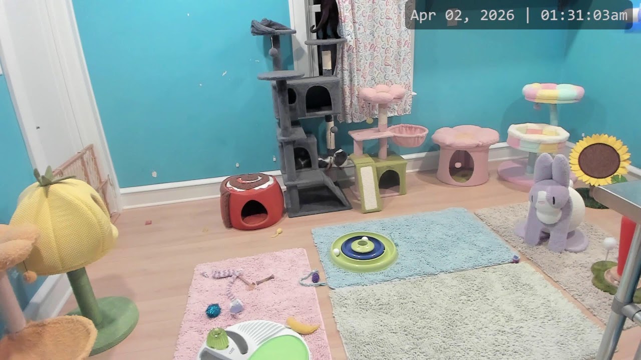 Enlarge Vinnie, a Adoptable mixed breed in Woodbury, NJ video 6/6