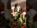 Conophytum devium ssp. stiriiferum CR 1340 #succulents #conophytum #lithops