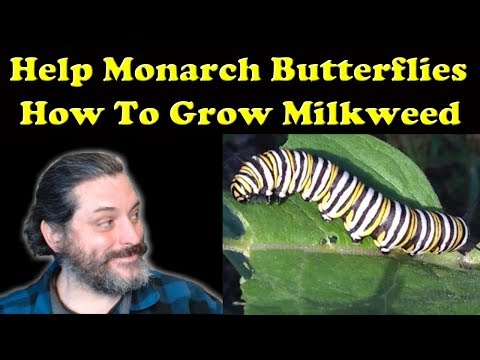 How To Grow Milkweed For Monarch Butterflies