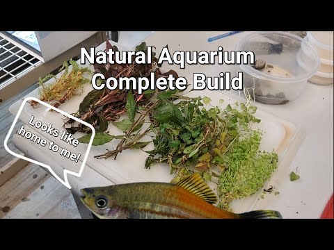 Natural Aquarium - Complete Build