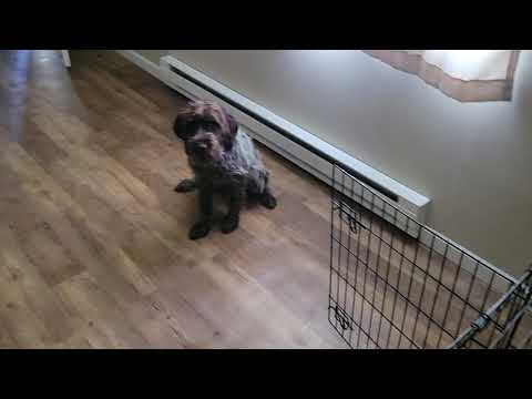 Wirehaired Pointing Griffon Gets Sassy #funny