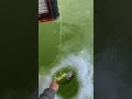 Video Thumbnail for Why Does this ALWAYS Happen? Ice Fishing Walleyes