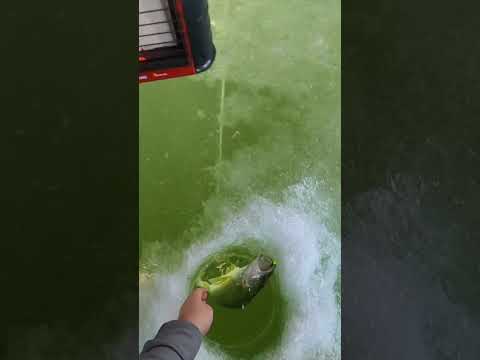 Why Does this ALWAYS Happen? Ice Fishing Walleyes