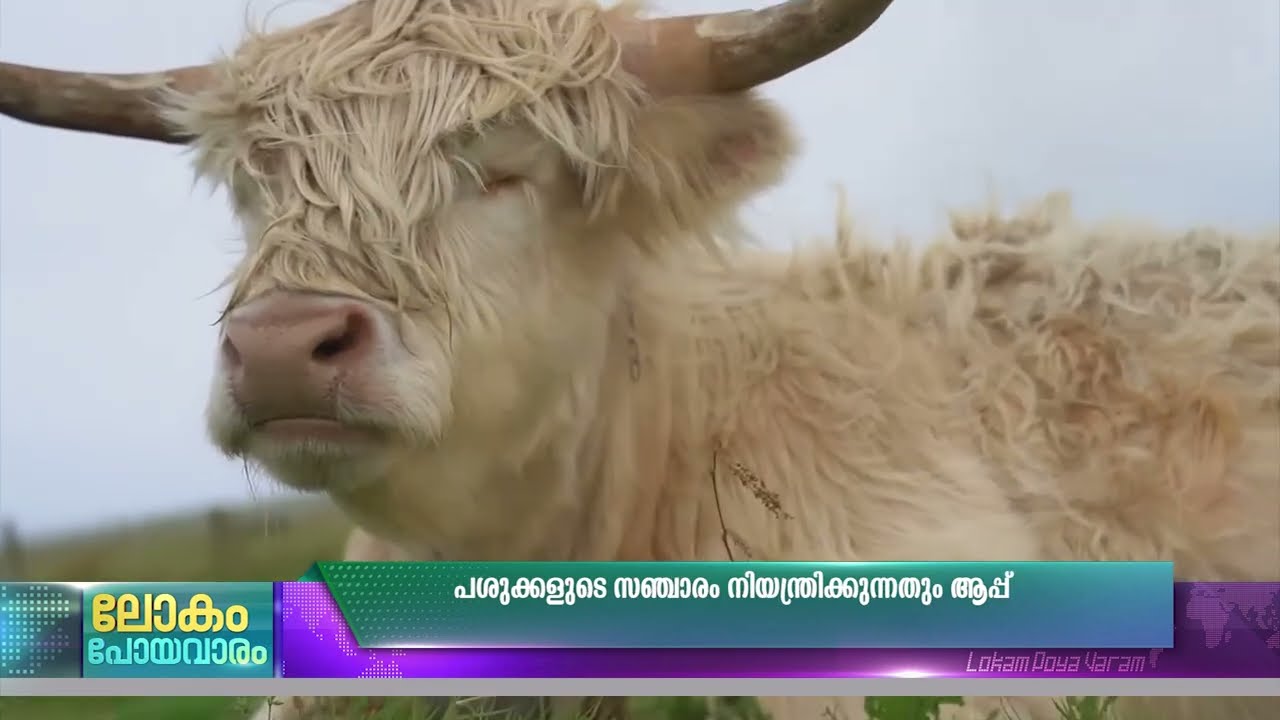 പശുക്കളെ ആപ്പിലാക്കി ന്യൂസിലന്‍ഡ്.. കറവ മുതല്‍ പുല്?