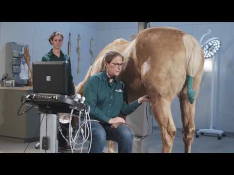 How to Ultrasound the Equine Stifle Joint