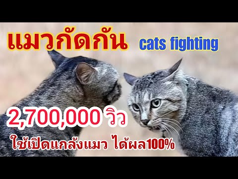 Cats Fighting | Cat sounds | Cat pranks #cat sounds #cats biting each other