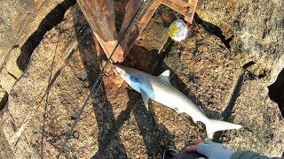 shark jetty will eat your spoon