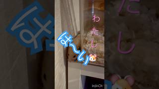 は〜いっ　ちるちっる　#follow #kawaii #キンクマ #癒し #可愛い #japan #pets
