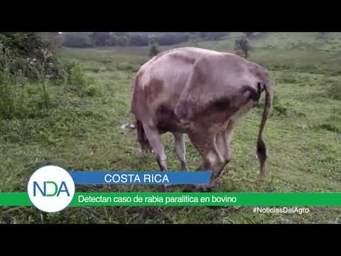, title : 'En Costa Rica detectan caso de rabia paralitica en bovino'