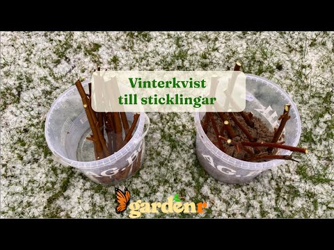 Prepare for cuttings with winter twigs - Gardenhacks by GardenR