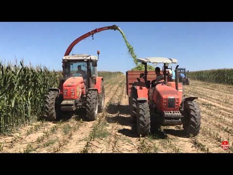 SAME SILVER 110 | ÖZBUDAK ÇİFT SIRALI MAKİNE İLE MISIR SİLAJI YAPIMI