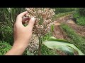 bagaimana bentuk tanaman jagung gandum