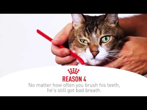 ROYAL CANIN Renal Special Sausas kačių maistas Kiauliena 400g video