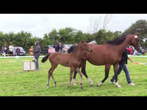 Holsteiner Fohlenschau Föhr 2024 | Endring Hengstfohlen