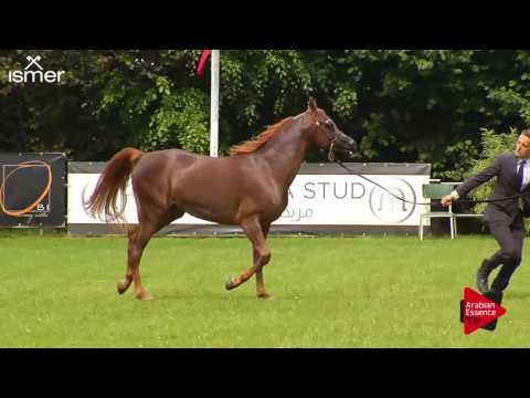 N.64 BENSAHID DE CARTHEREY - Ströhen 2017 C-Show - 3 Years Old Colts (Class 8)