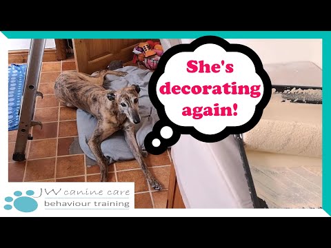 Kitchen makeover...greyhound style!