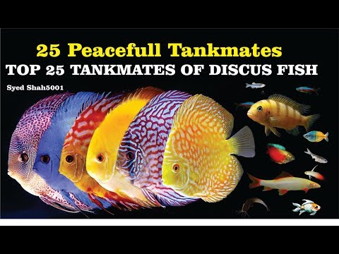 Top 25 Tankmates Of Discus Fish # peacefull tankmates of discus fish