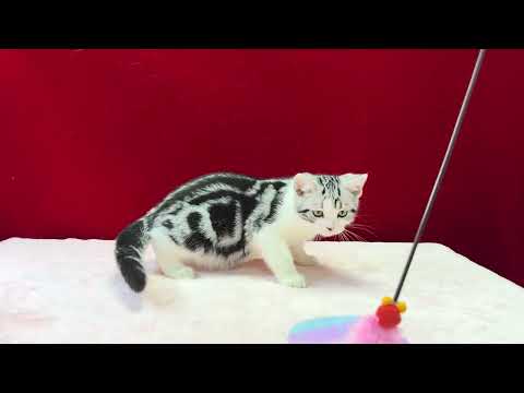 I got a new cat slave already !!! U are late !!!!我已經有貓奴了！