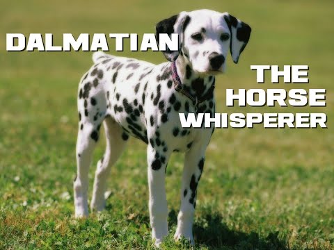 10 Dalmatian Facts - The Horse Whisperer - Animal a Day