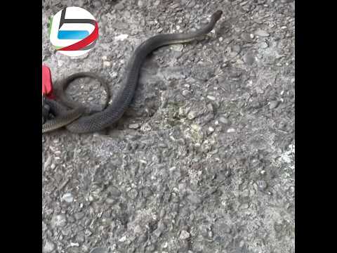 🐍 Bartın’da Eve Giren Yılan Paniğe Neden Oldu #bartın #haber #gündem #sondakika #yılan