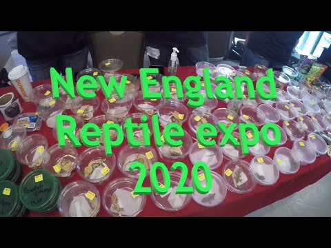 New england reptile distributors youtube