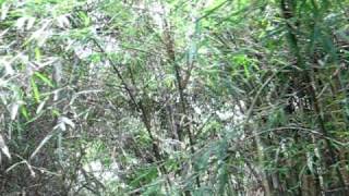 Banglang sanctuary in Mekong delta