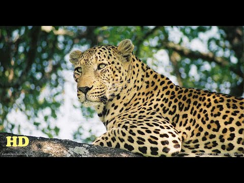 Leopard Documentary 2020 HD - Path of the Hunter | Wild Planet