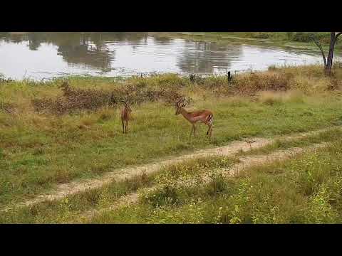 Djuma: Two Impala rams - 07:34 - 04/15/21