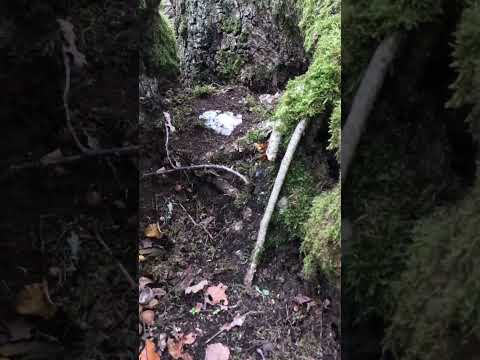 Rheinsteig Etappe 16: Kaub nach Lorch