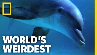 World's Weirdest - Dolphin Talk Decoded