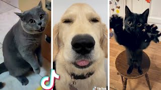 Best Compilation of Funny PETS 😻 Most Viral ANIMAL Videos Ever!! 😹