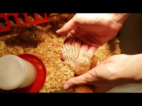 download lagu mp3 mp4 1 Week Old Chicks, download lagu 1 Week Old Chicks gratis, unduh video klip 1 Week Old Chicks