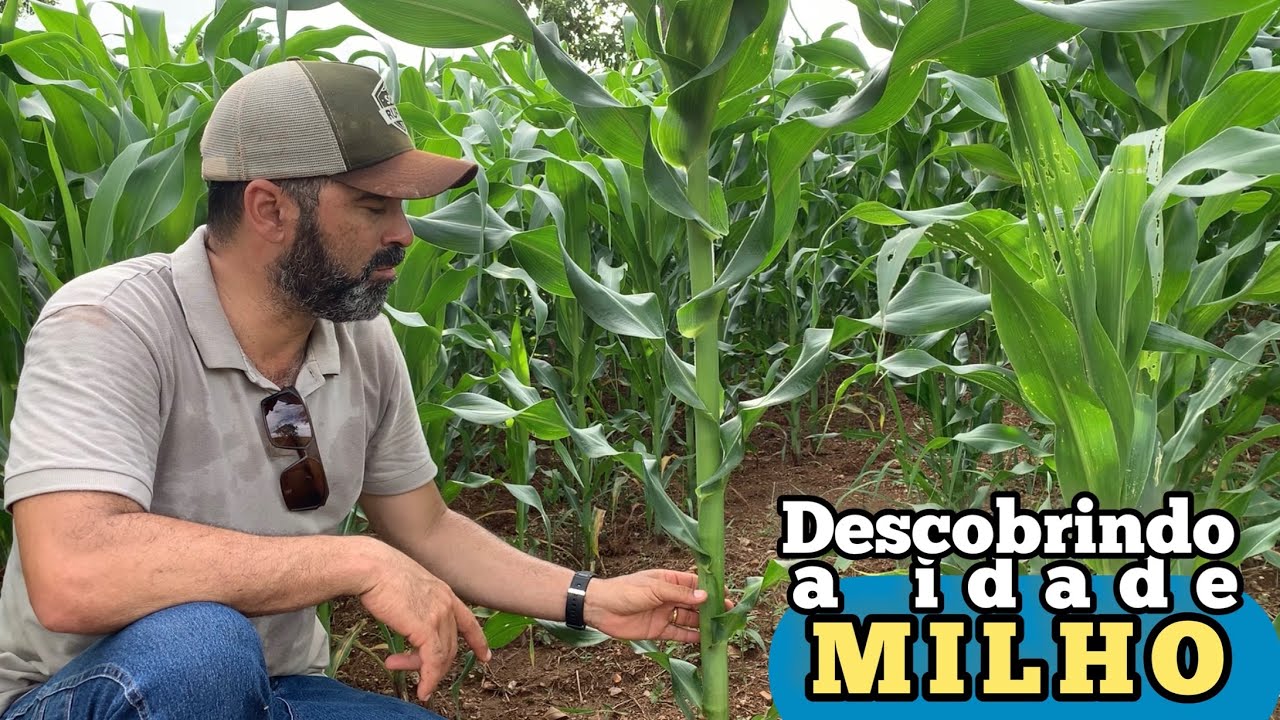 FENOLOGIA DO MILHO