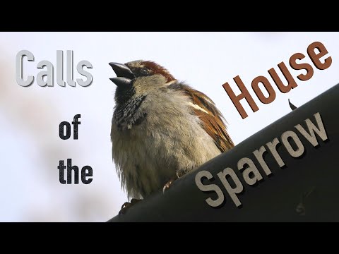 House Sparrow Call #birds #birdsounds