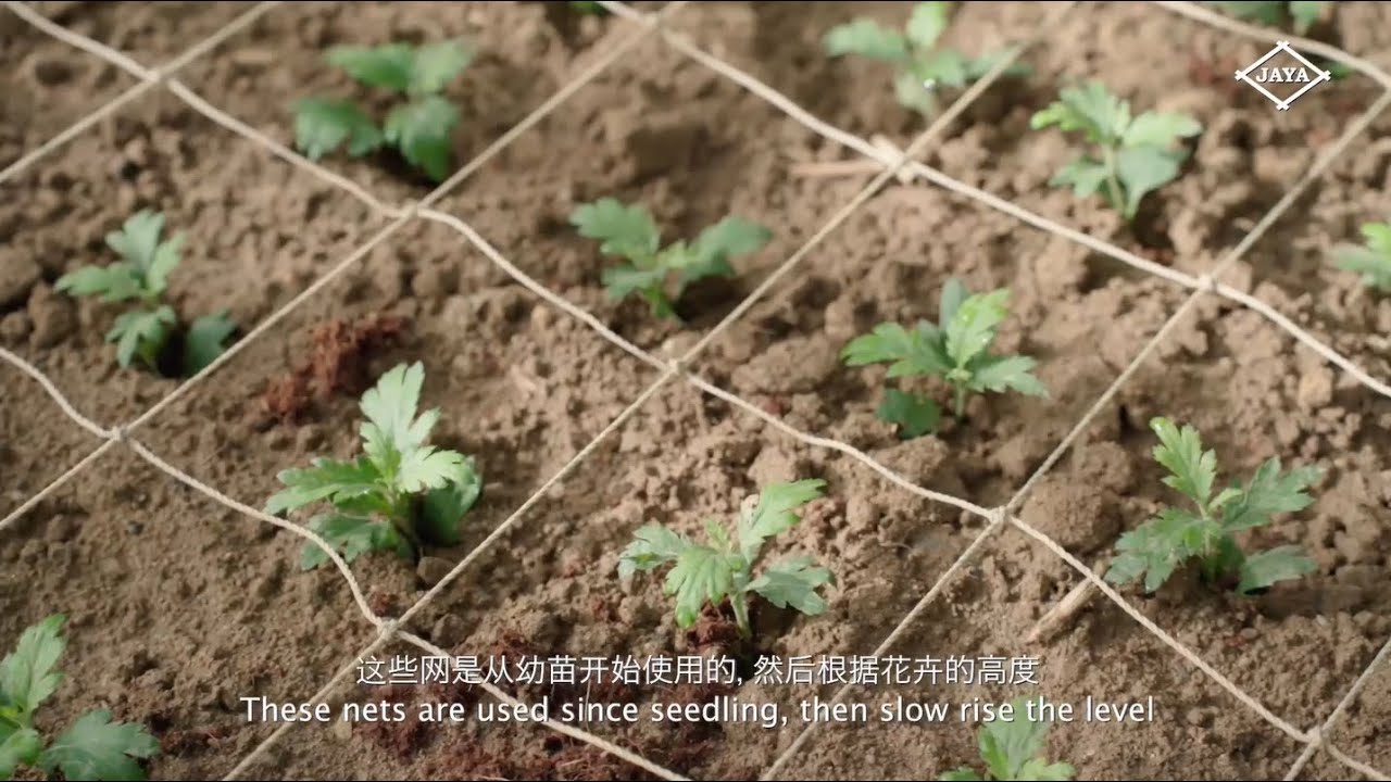 Flower Nets | Suitable use for various types of flowers