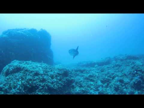 PEIX LLUNA A TOSSA AVUI! www.lamfora.com