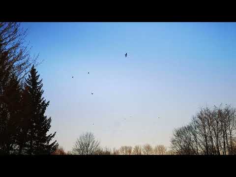 Ferven - Find Your Peace