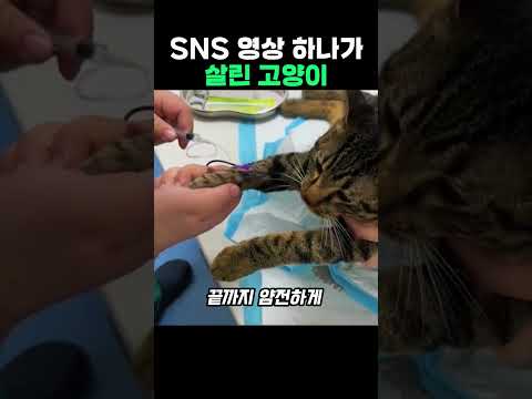 SNS 영상 하나가 살린 고양이