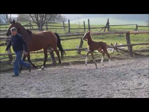 Hengstfohlen v. Cascadello I - Stalypso - Quidam´s Rubin