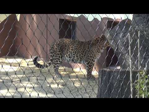 Hoyerswerda: "Tierisches aus der Lausitz" - LAUSITZWELLE