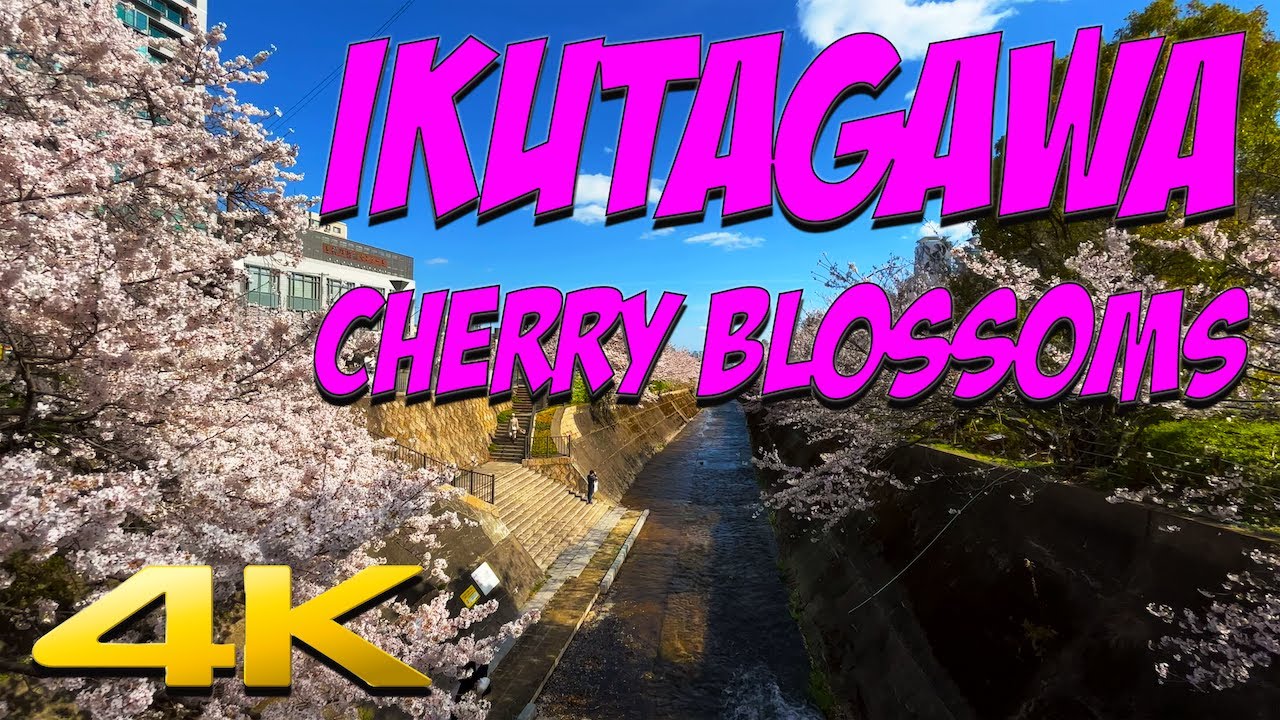 Embark on a walking tour through the cherry blossoms of Ikutagawa Park.