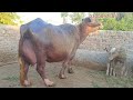Top Milking Nili Buffalo's for sale in punjab pakistan on youtube 8 April 2024