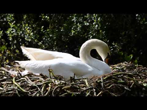 swan on nest TAMRON 150-600MM LENS