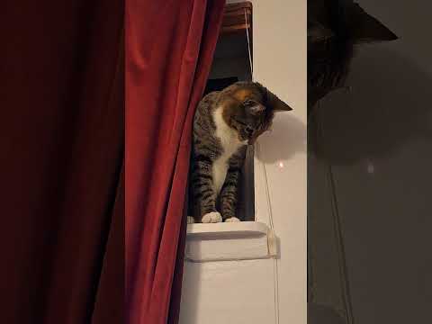 Trying hard  #cat #cute