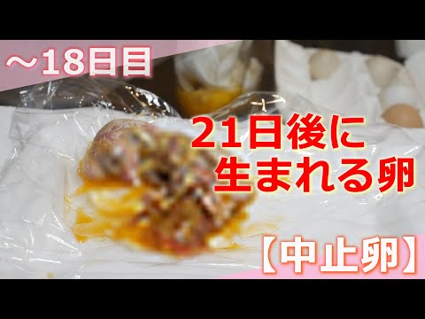 鶏の卵からの孵化の特徴 鶏の卵からの孵化の特徴